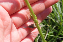 Alepidea longeciliata