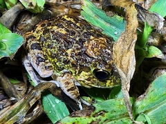 Platyplectrum ornatum