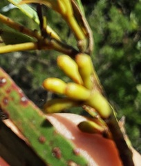 Eucalyptus stricta