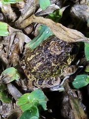 Platyplectrum ornatum