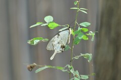 Papilio dardanus dardanus