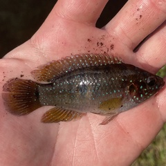Rubricatochromis
