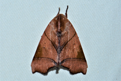 Carea angulata
