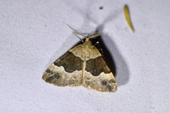 Pseudocoremia pergrata