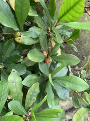 Synsepalum dulcificum