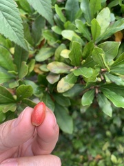 Synsepalum dulcificum