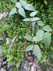 Rubus croceacanthus