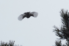 Aegithalos caudatus
