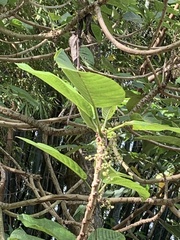Dendrocnide meyeniana