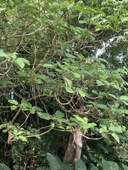 Dendrocnide meyeniana