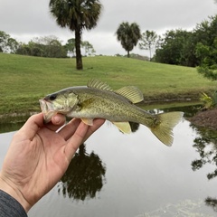 Micropterus floridanus