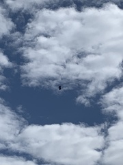 Ictinaetus malaiensis