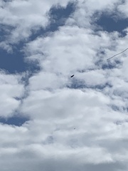 Ictinaetus malaiensis