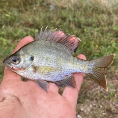 Lepomis macrochirus purpurascens