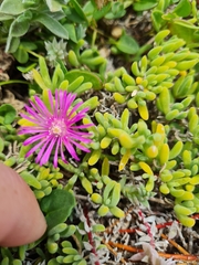 Drosanthemum candens