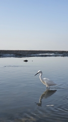 Egretta garzetta