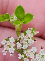 Apium decumbens
