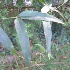 Parsonsia brownii