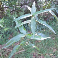 Parsonsia brownii