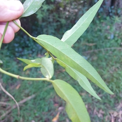 Parsonsia brownii