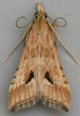 Diasemia monostigma