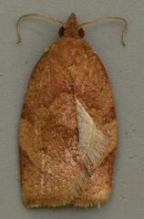 Epichoristodes dorsiplagana
