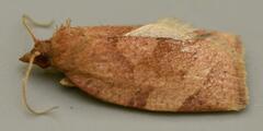 Epichoristodes dorsiplagana