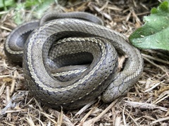 Galvarinus chilensis
