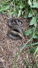 Galvarinus chilensis