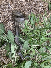 Galvarinus chilensis