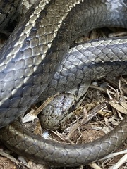 Galvarinus chilensis