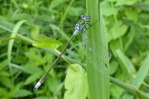 Common Spreadwing photo 5