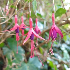 Fuchsia magellanica