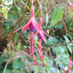 Fuchsia magellanica