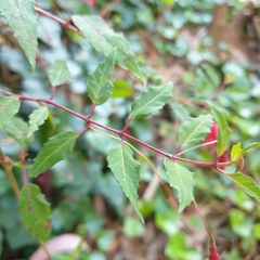 Fuchsia magellanica