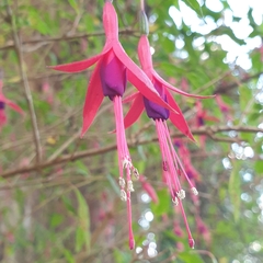 Fuchsia magellanica