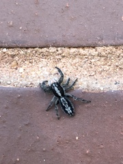 Ocrisiona leucocomis