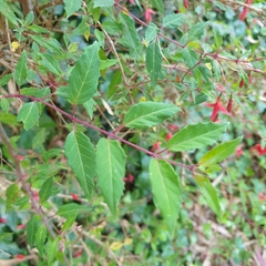Fuchsia magellanica
