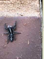 Ocrisiona leucocomis