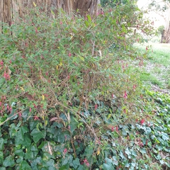 Fuchsia magellanica