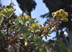 Aeonium gorgoneum