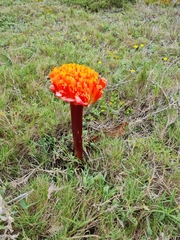 Haemanthus