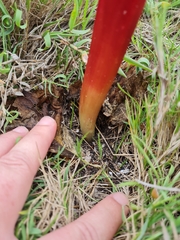 Haemanthus