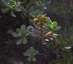 Aeonium gorgoneum