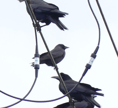 Corvus dauuricus