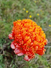 Haemanthus
