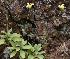 Diplotaxis gorgadensis brochmannii