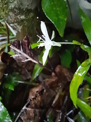 Aneilema neocaledonicum
