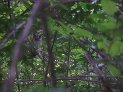 Otus lempiji