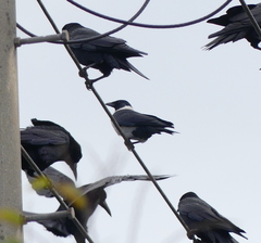 Corvus dauuricus
